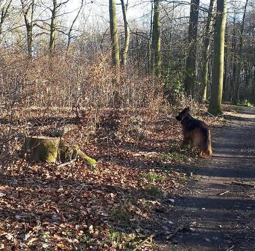 Helles Dachgeschoss-appartement * Krefeld